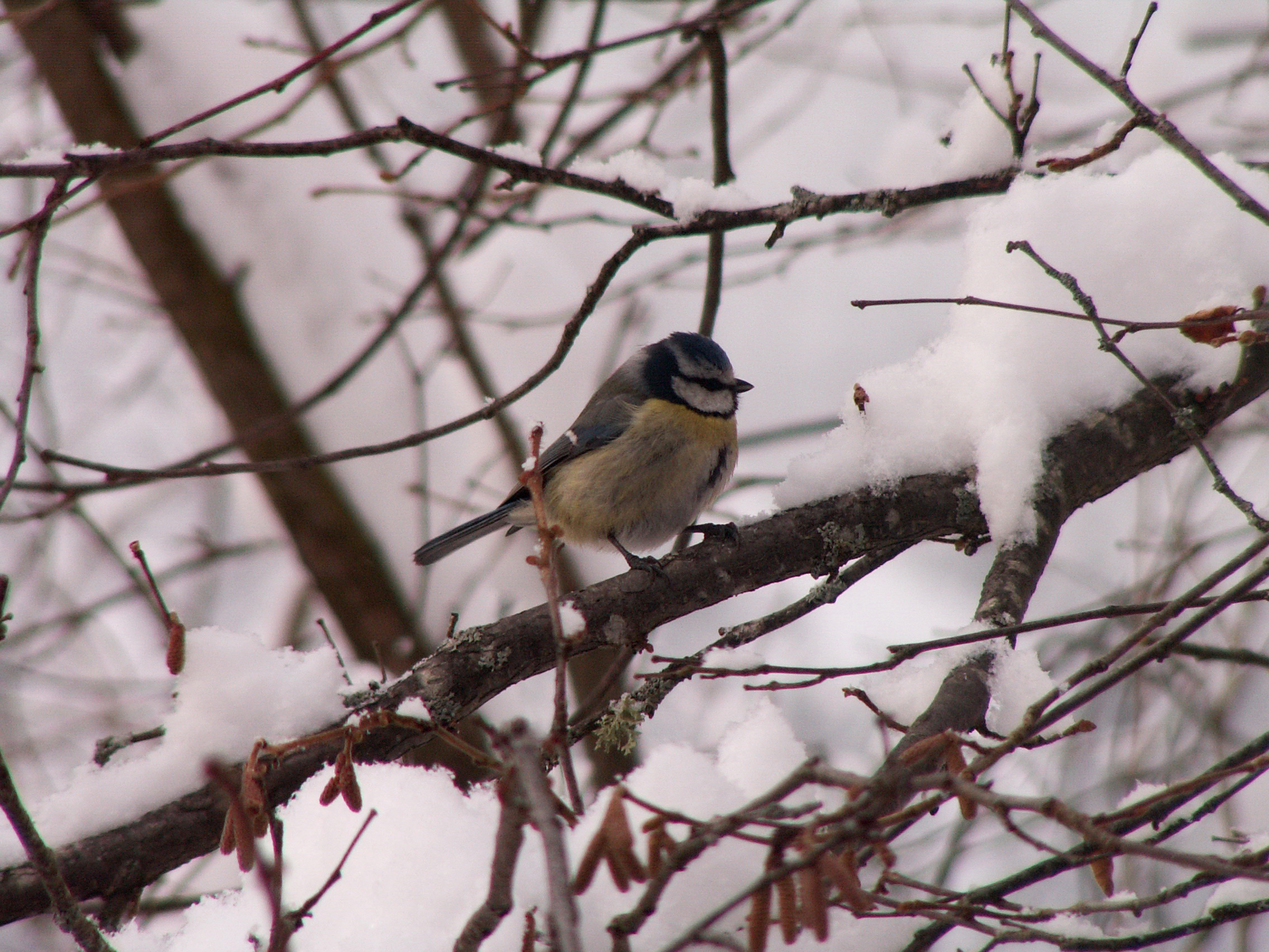 Blaumeisli
