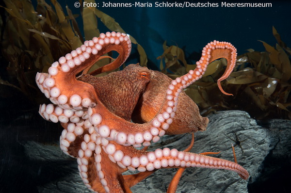 Kraken