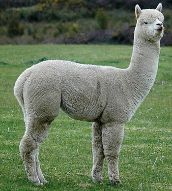 Alpaka