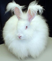 Angora Kaninchen