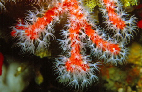 Corallium rubrum