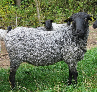 Gotland Schaf
