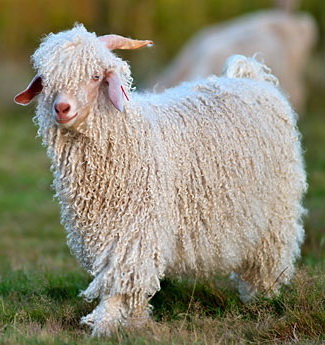 Angora Ziege