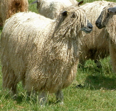 Wensleydale Schaf