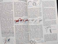 Occhi / G. Graff-Höfgen (Topp 1981)