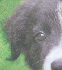 Servietten - Hund im Gras (ca. 33cm Papierserviette)