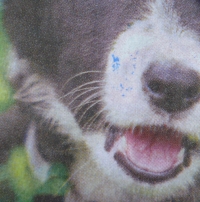 Servietten - Hund im Gras (ca. 33cm Papierserviette)