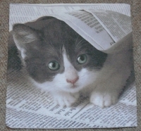 Servietten - Katze in Zeitung  (ca. 33cm Papierserviette)