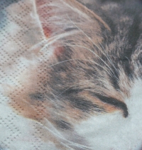 Servietten - schlafende Katze (ca. 33cm Papierserviette)