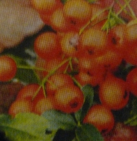 Servietten -  Herbst-  'Autumn'  (33cm Papierserviette)