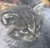 Servietten - 2 Katzen (ca. 25cm Cocktail-Papierserviette)